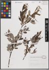 Foto von Salix cantabrica Rech. f.